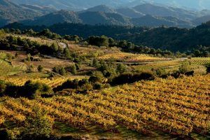 Paisaje de viñedos en el Priorat