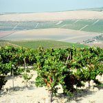 Viñedo de Jerez, con la albariza en primer plano. Foto: DO Vinos de Jerez.