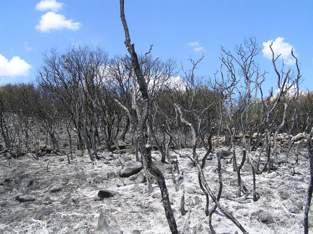 Desolador paisaje tras un incendio en Alcalá la Real, Jaén.